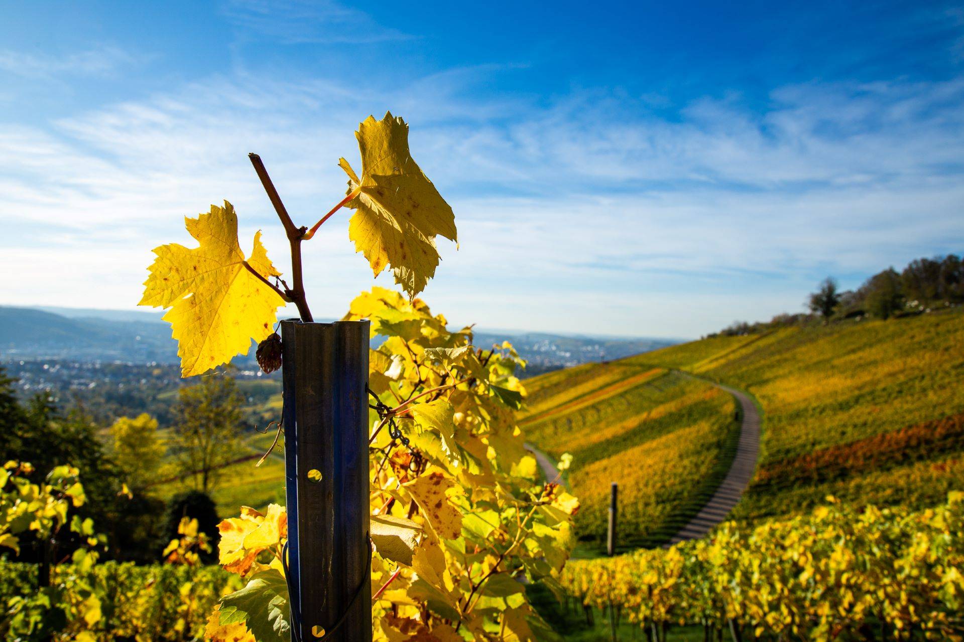 Goldene Weinreben in der Nähe von Karlsruhe bei Sonnenuntergang, ideal für Ausflüge und Genusserlebnisse