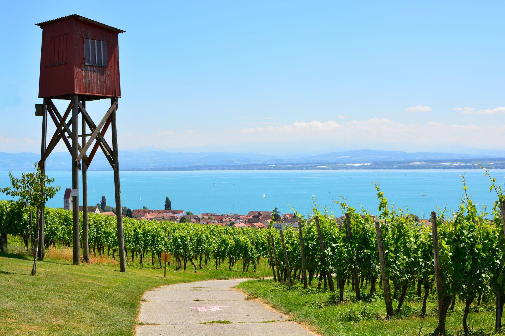 Weinberge in Nonnenhorn mit Aussicht auf den Bodensee und die Alpen im Hintergrund an einem sonnigen Sommertag